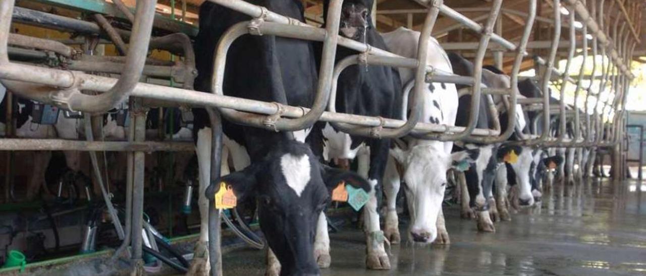 Vacas lecheras en una explotación ganadera de Lalín. // Bernabé/Javier Lalín