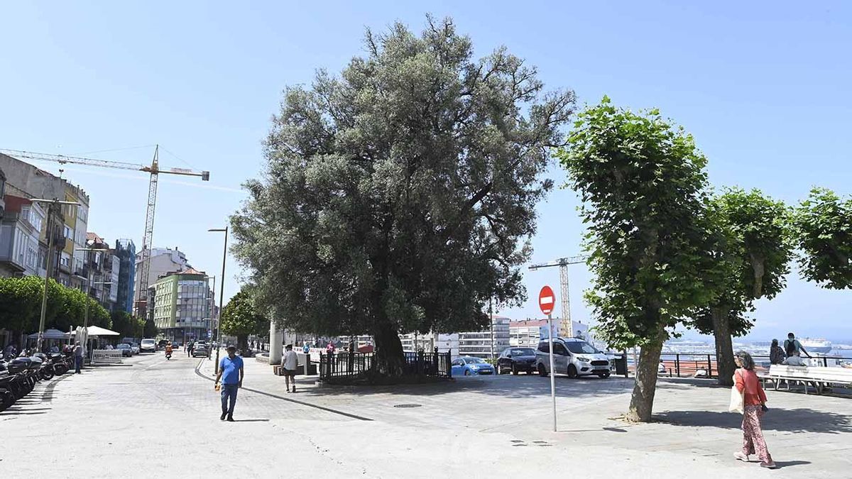 Estado actual del olivo del Paseo de Alfonso. |