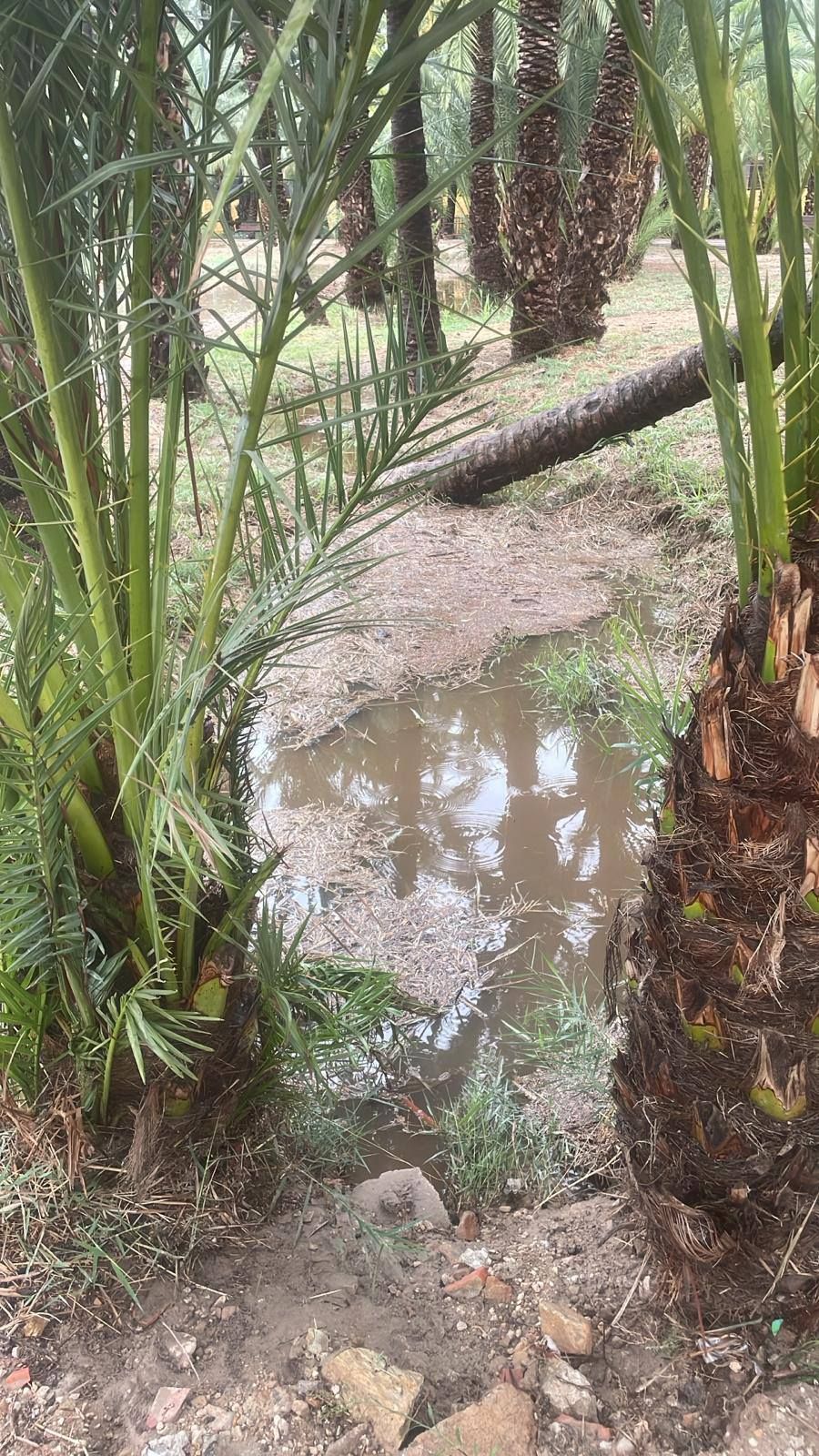 Así está el Palmeral de Orihuela después de la dana Alice