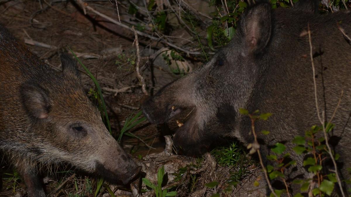 La sobrepoblación de jabalís se ha convertido en un gran problema y amenaza la biodiversidad de la desembocadura del Millars.