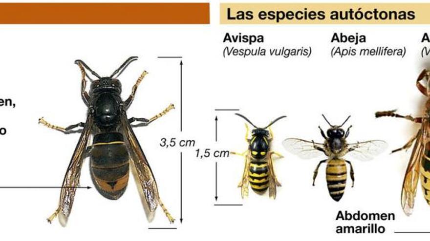 La avispa asiática que mata a las abejas coloniza el norte de España