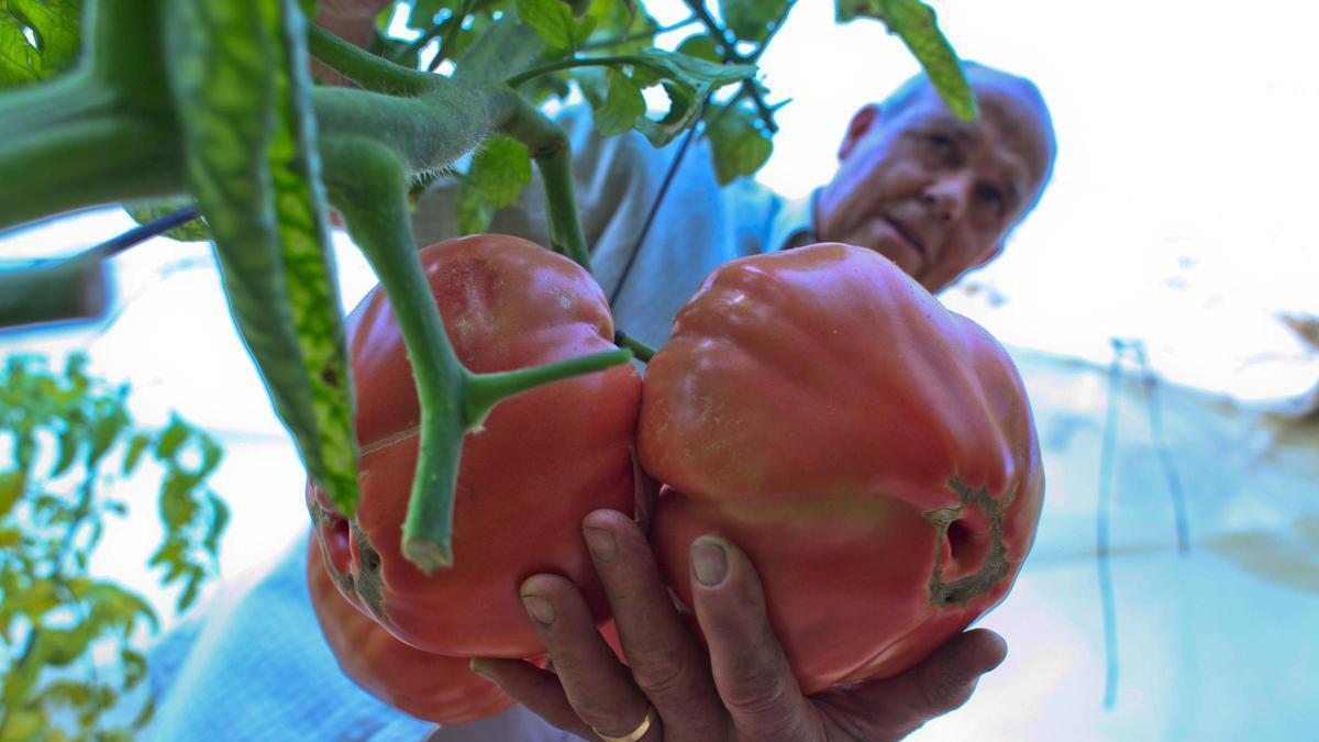 Las razones del desastre ambiental de la sequía en Alicante
