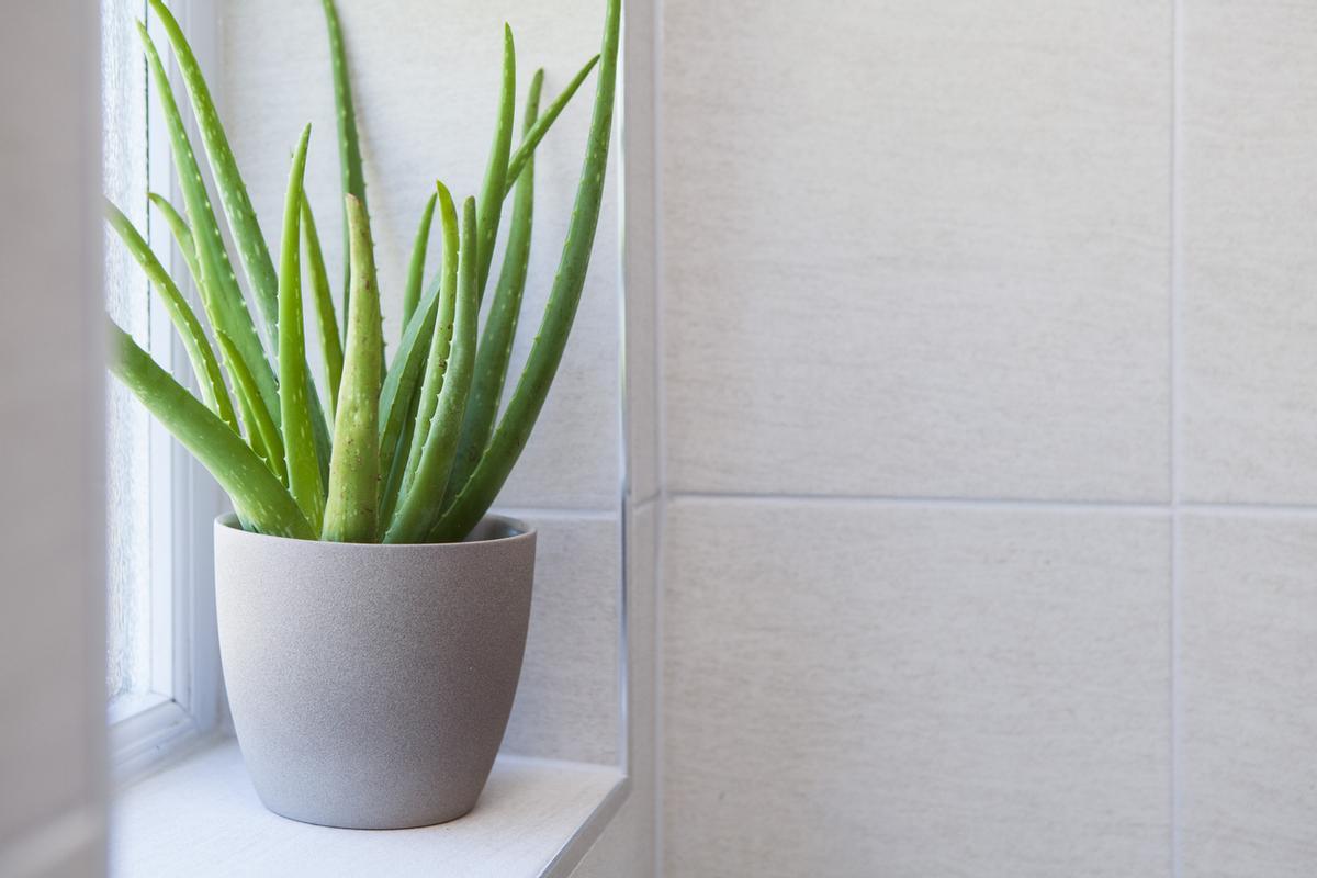 El aloe vera se puede usar en la piel, pero no en heridas abiertas