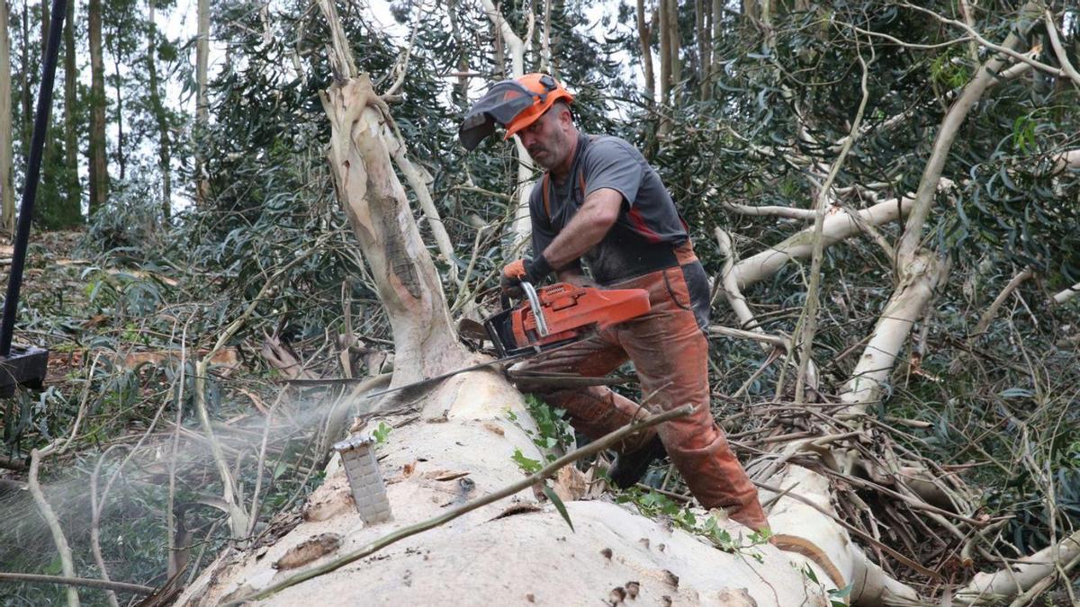 Un operario trabaja en una tala de eucaliptos en un monte del Morrazo.