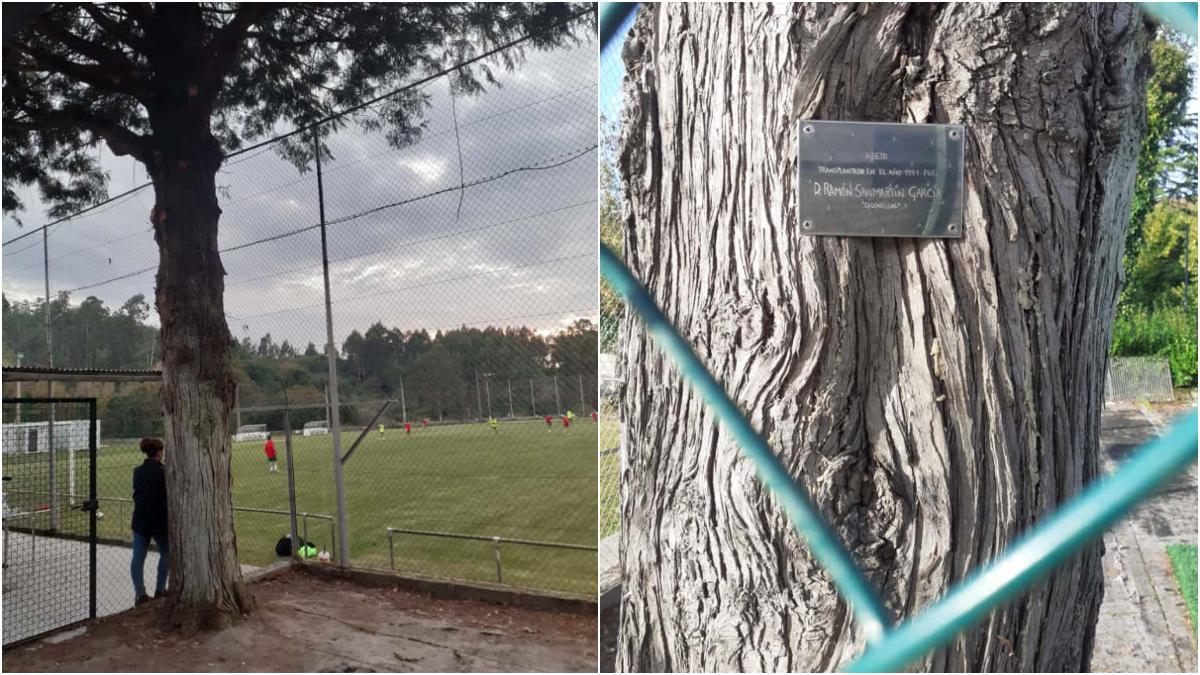 Imagen de la placa en el histórico abeto en recuerdo a Moncho Sanmartín antes de su tala