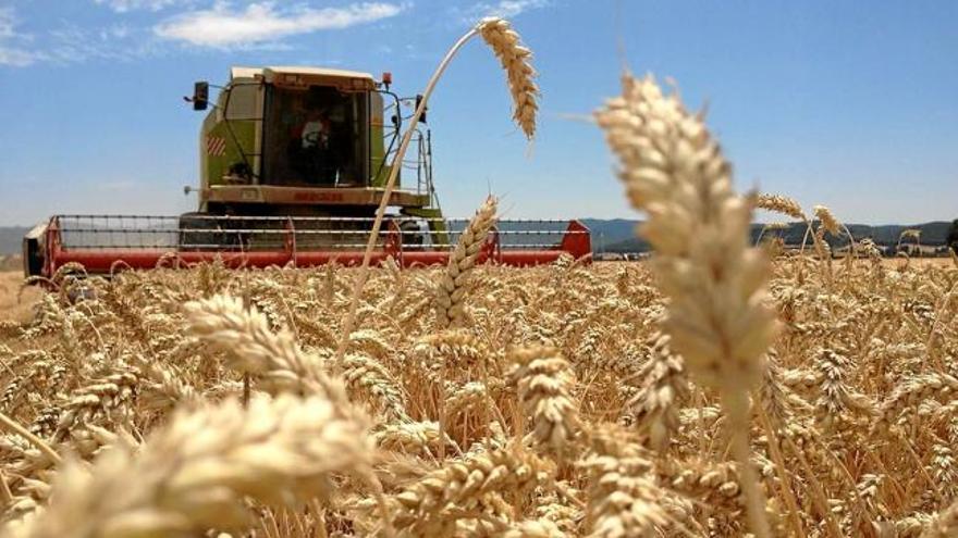 La sequera i la calor han obligat a avançar entre una i dues setmanes la recol·lecció del cereal