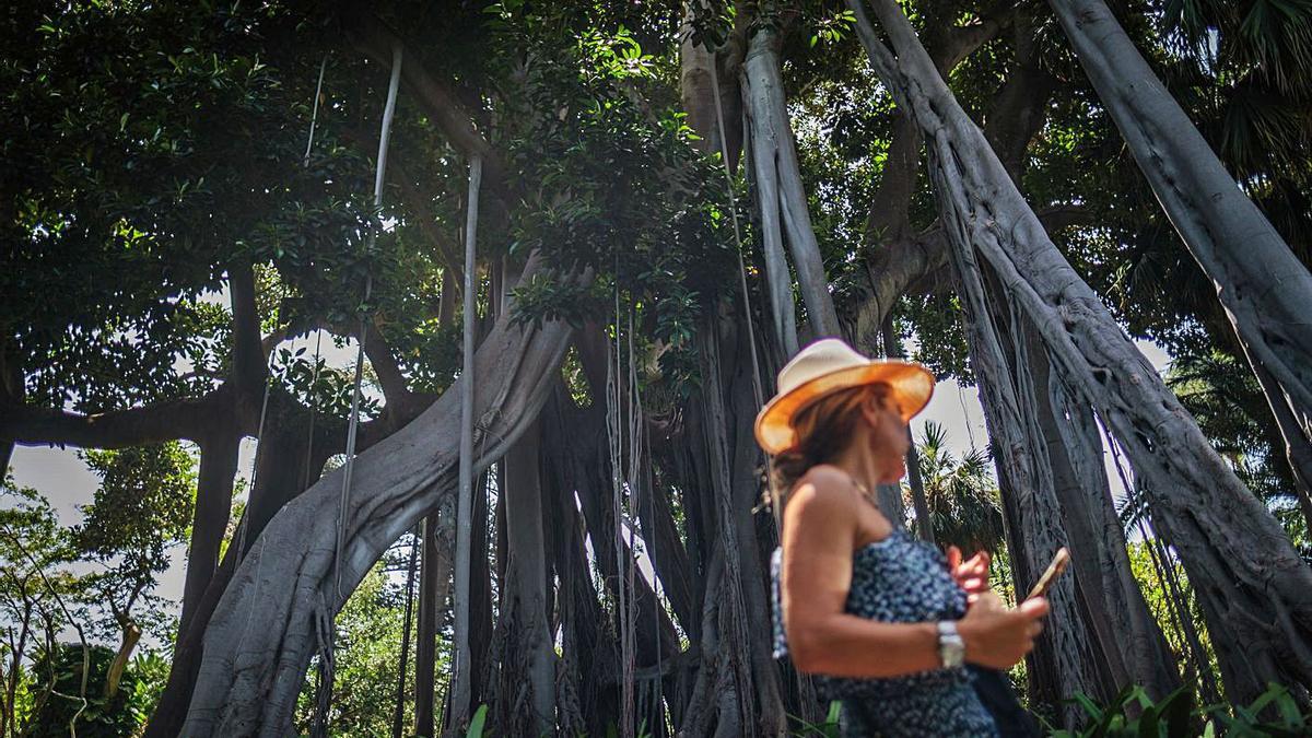 Una visitante junto a la higuera procedente de la isla Lord Howe del Jardín Botánico de Puerto de la Cruz.