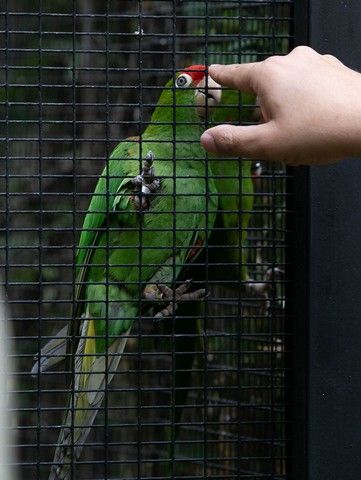 El Loro Parque reabre sus puertas al público después de 13 meses y medio de cierre por el Covid-19