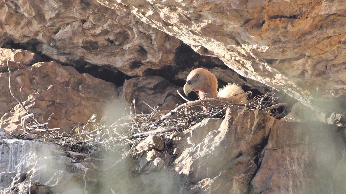 Buitre leonado en su nido.