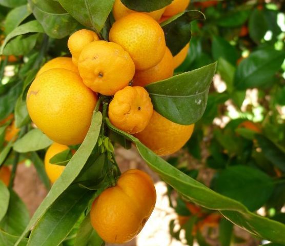 Un ejemplo de los daños que causa el cotonet sobre el fruto.