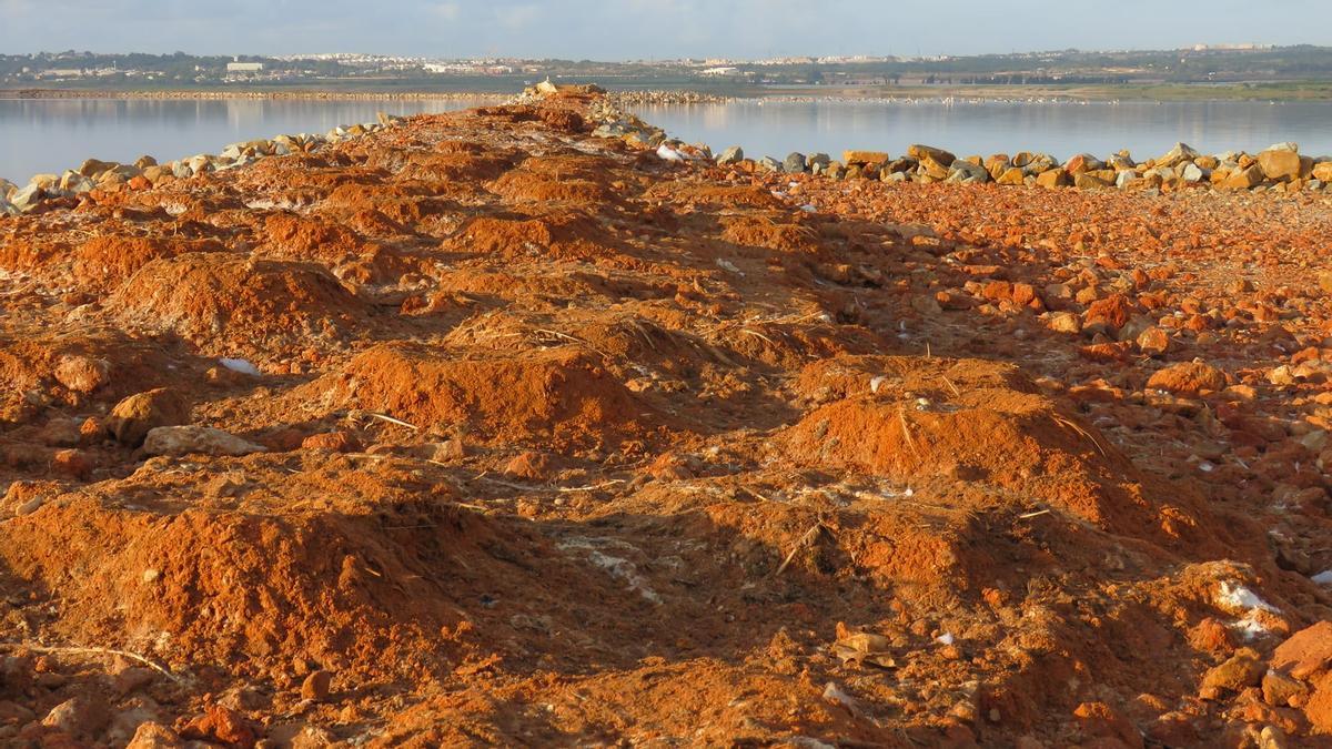 Mota de la laguna rosa de Torrevieja donde construyeron los nidos los flamencos