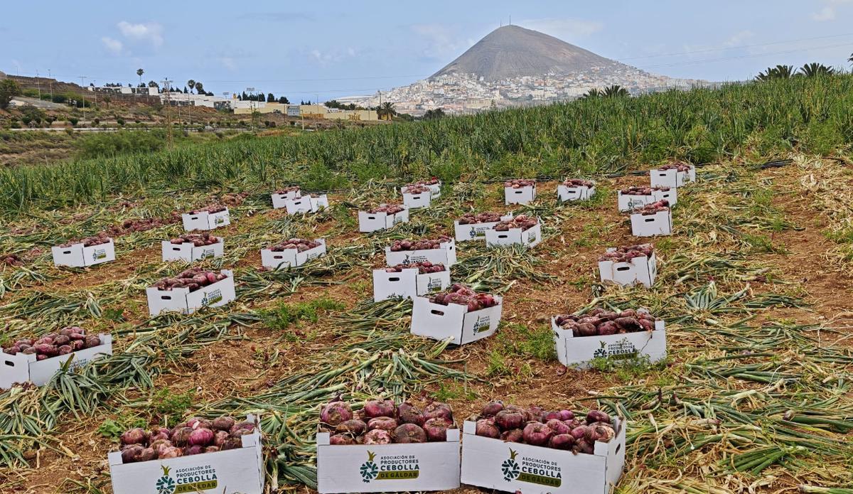 Plantación de cebollas de Gáldar.