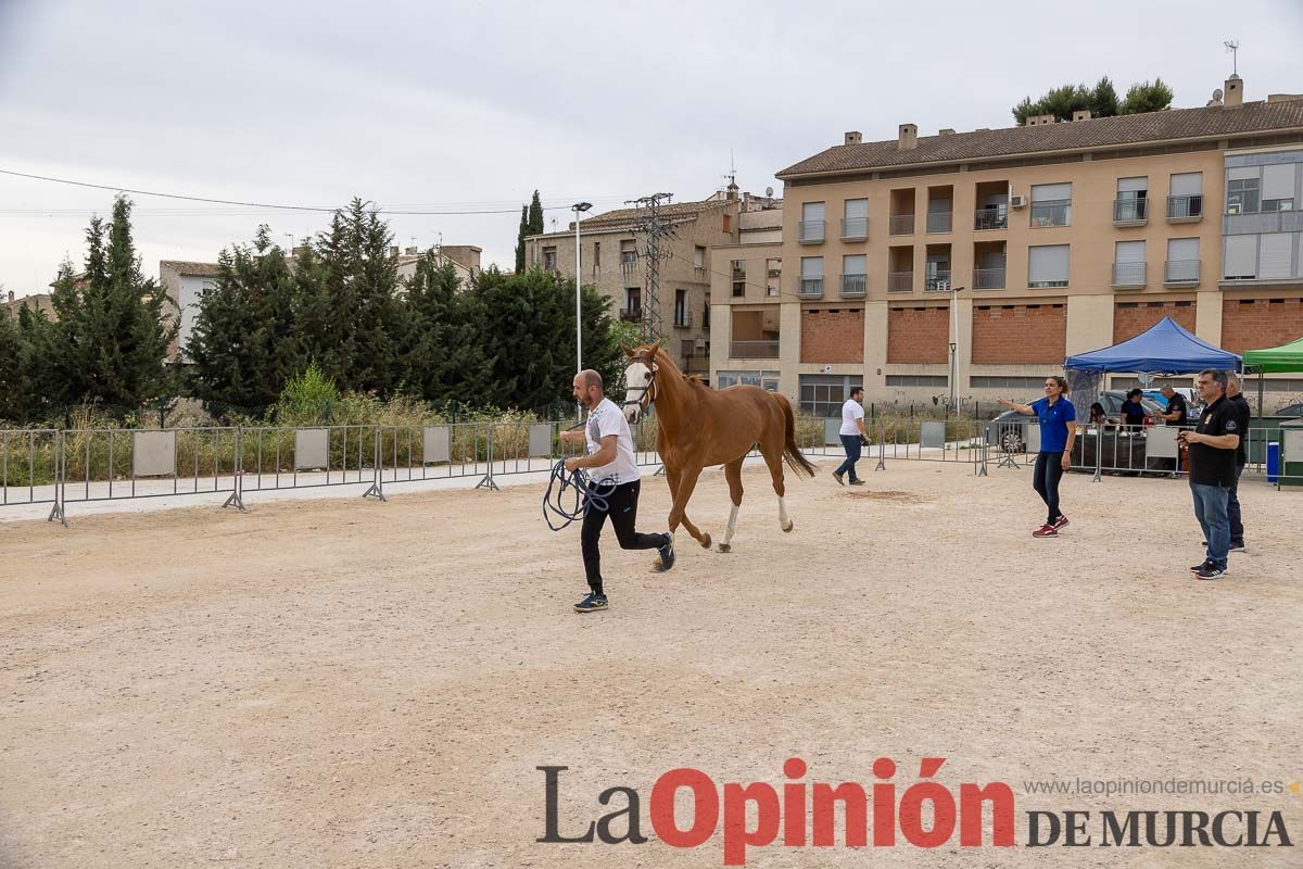 Control veterinario de los Caballos del Vino en Caravaca