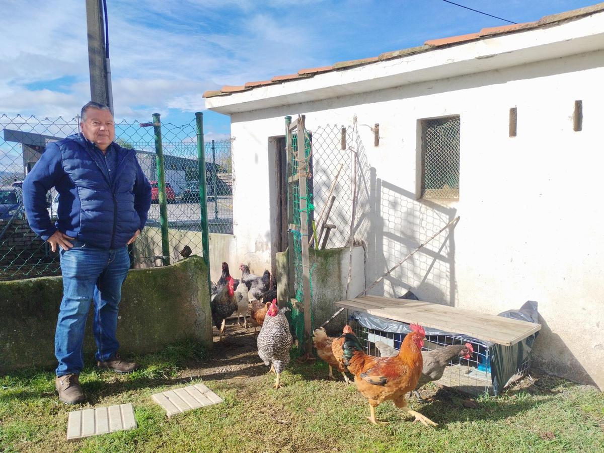 Manolo Menéndez García con sus gallinas y gallos.