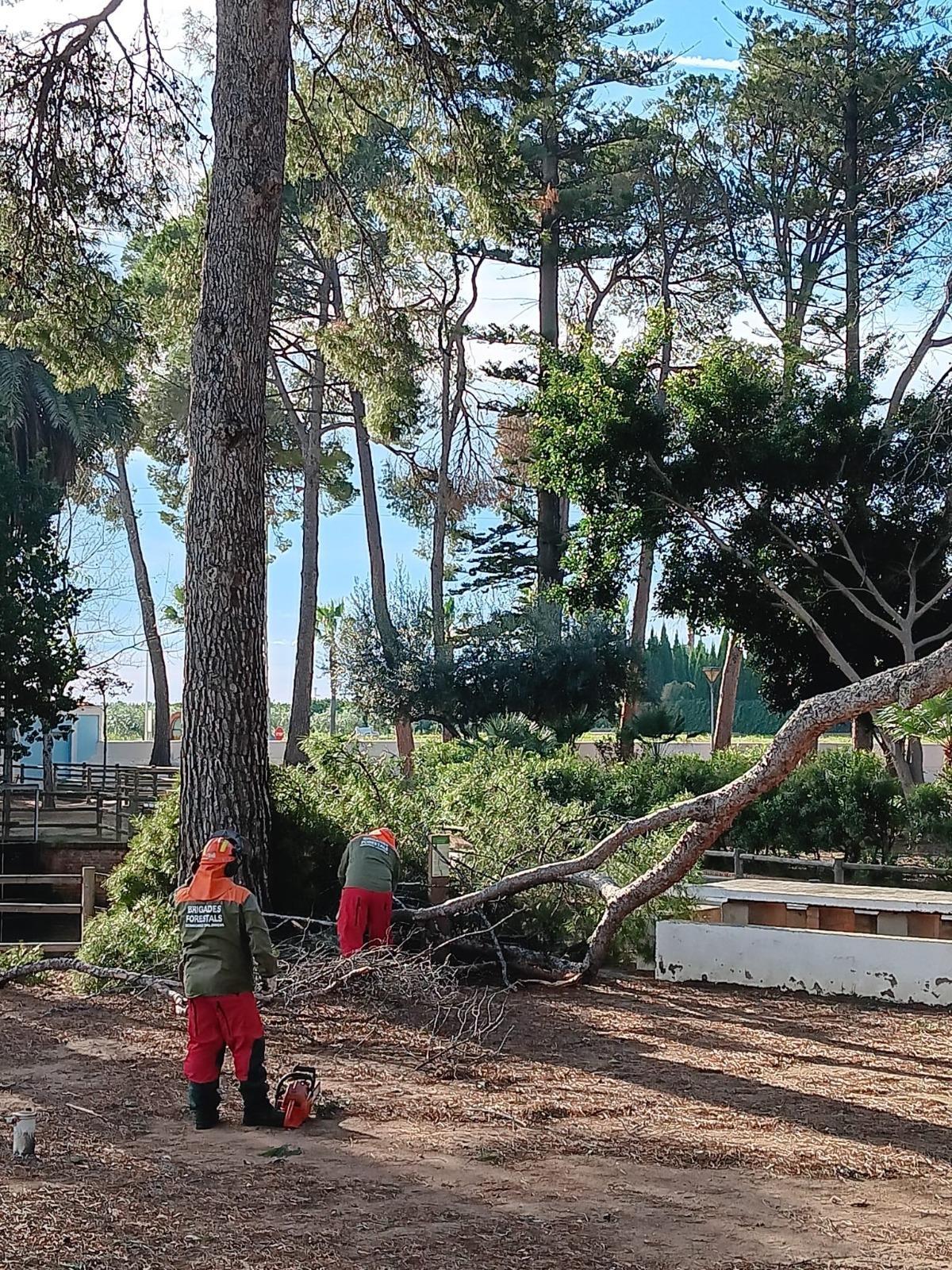 Efectos de las fuertes rachas de viento en El Camp de Morvedre