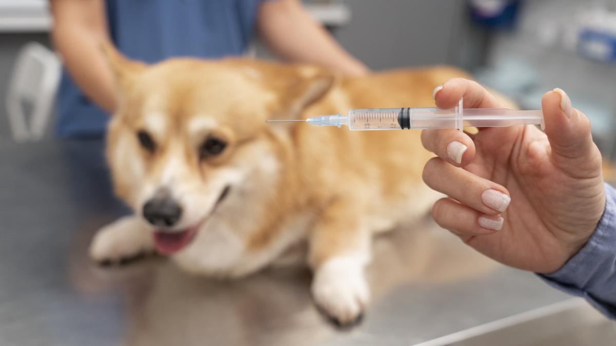 No dejes a tu perro desprotegido: conoce la importancia de la vacuna contra la leishmaniasis