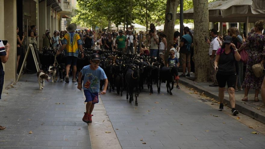 GALERIA | Un ramat de 150 cabres fa parada a Manresa