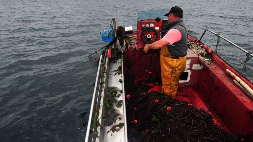 El trasmallo es el principal arte de pesca del choco en las rías gallegas. | Iñaki Abella