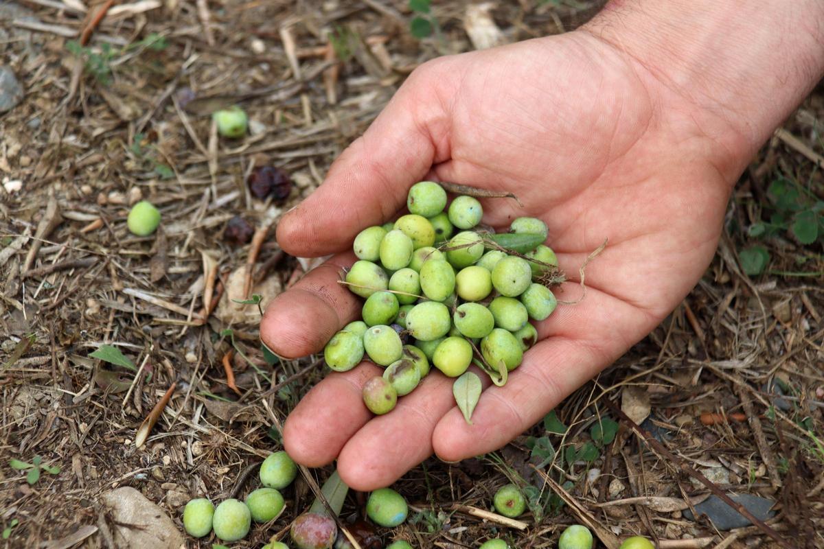 Olivas de un campo tras el robo