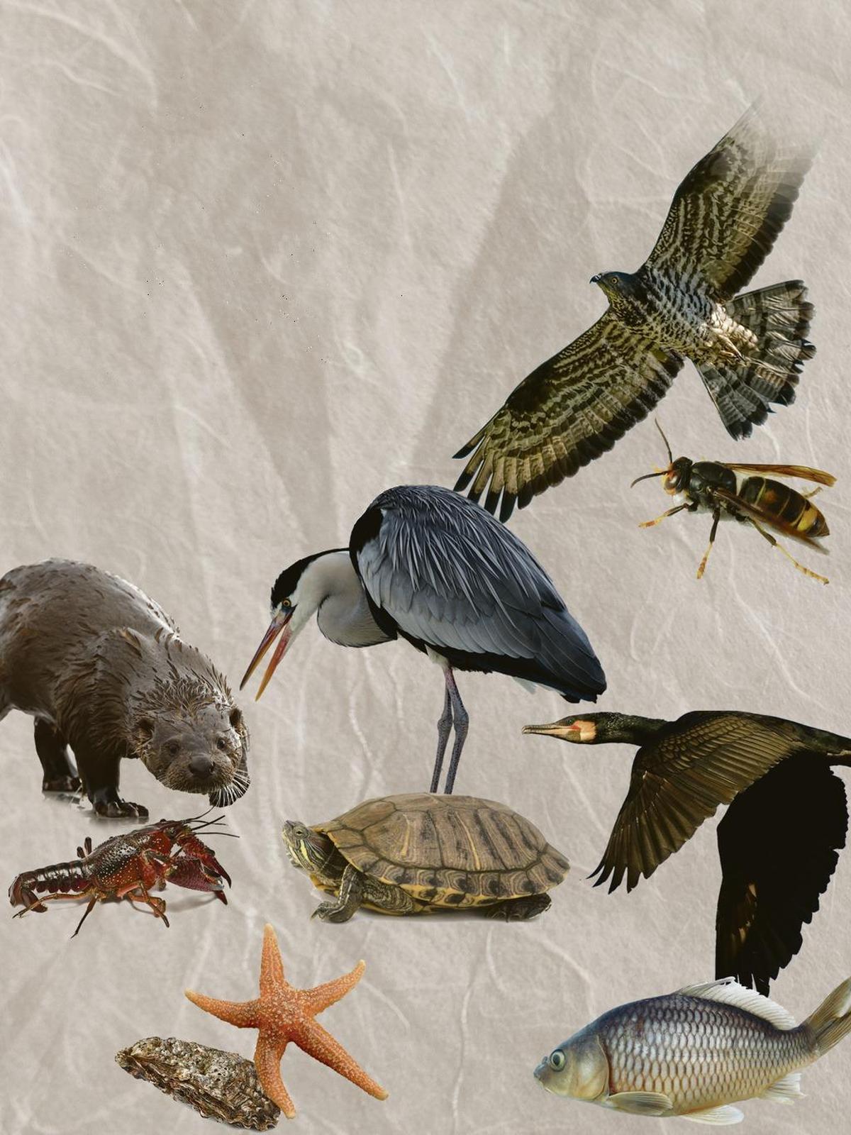 Guerra biológica: los enemigos de las especies invasoras