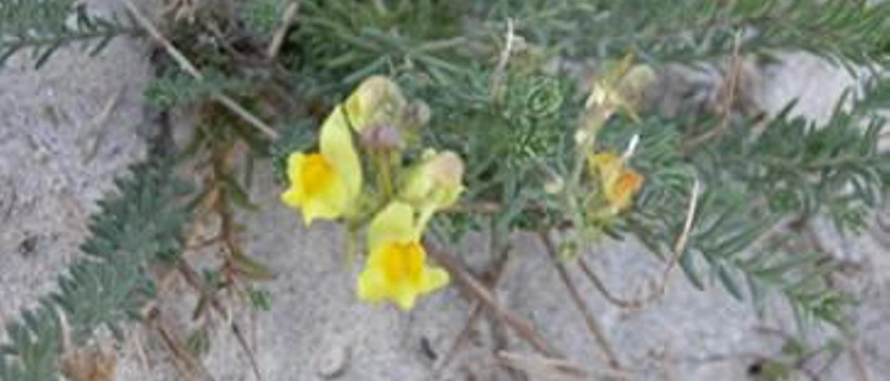 Una Linaria polygalifolia y la oceanógrafa Verónica García ante la pradera marina de Santa Cruz. |  // L.O./M.V.