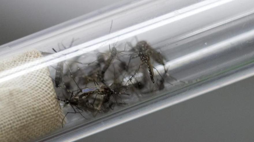 Mosquitos transmisores del virus del Zika.