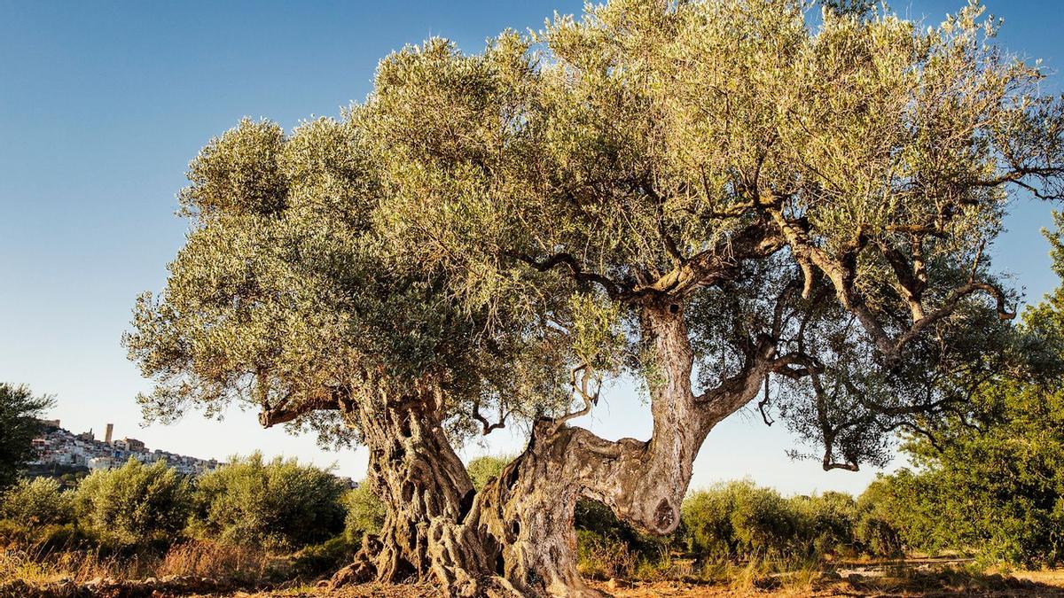El mejor Olivo Monumental de España 2024 está en Castellón: Tiene unos 1.200 años