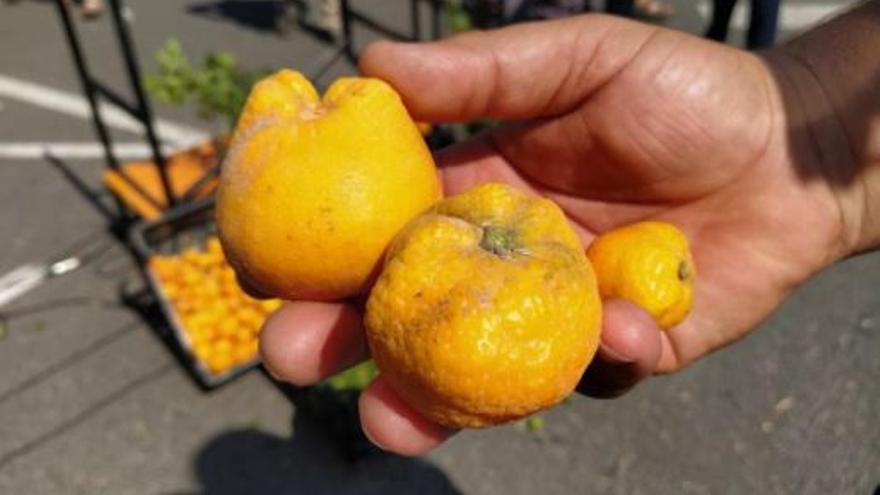 Imagen de mandarinas deformes al estar afectadas por el &#039;cotonet&#039; y que no pueden salir al mercado.