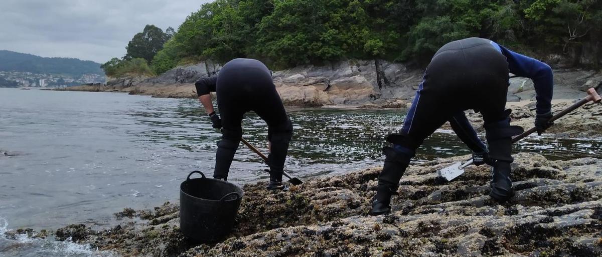 Dos bateeiros en plena faena de recolección de cría.