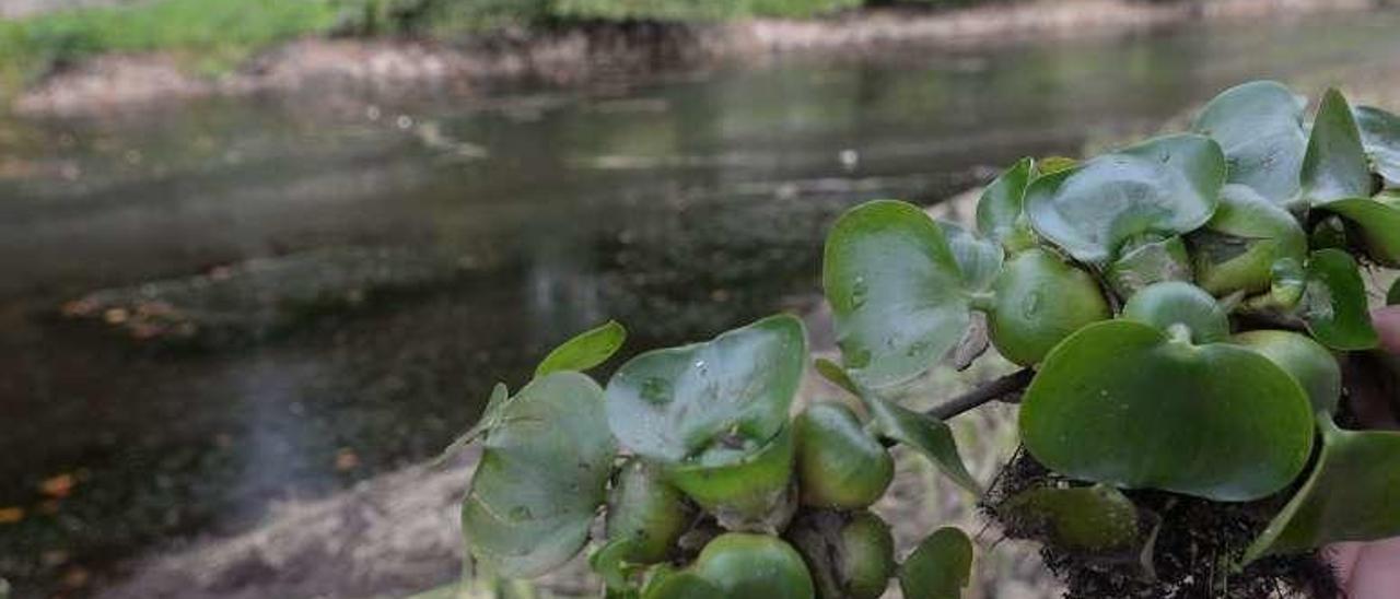 Algunas plantas invasoras del río Umia. // Noé Parga