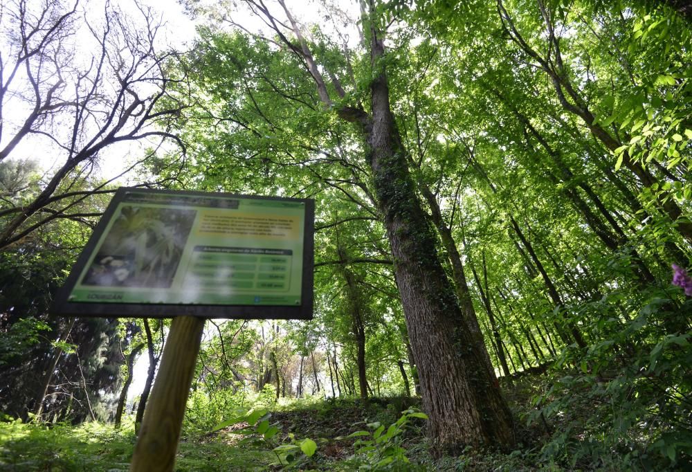 El Jardín Botánico de Lourizán, un pulmón verde