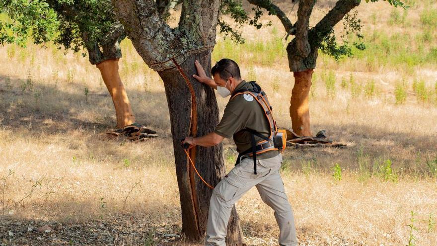 La demanda de tapones se desploma por la guerra y frena la campaña del corcho en Extremadura
