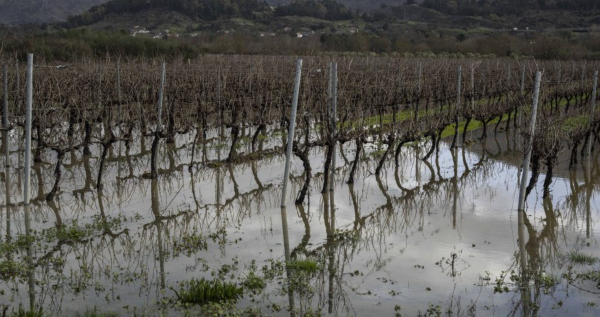 Leiras do río Támega, en Verín, anegadas. | BRAIZ LORENZO