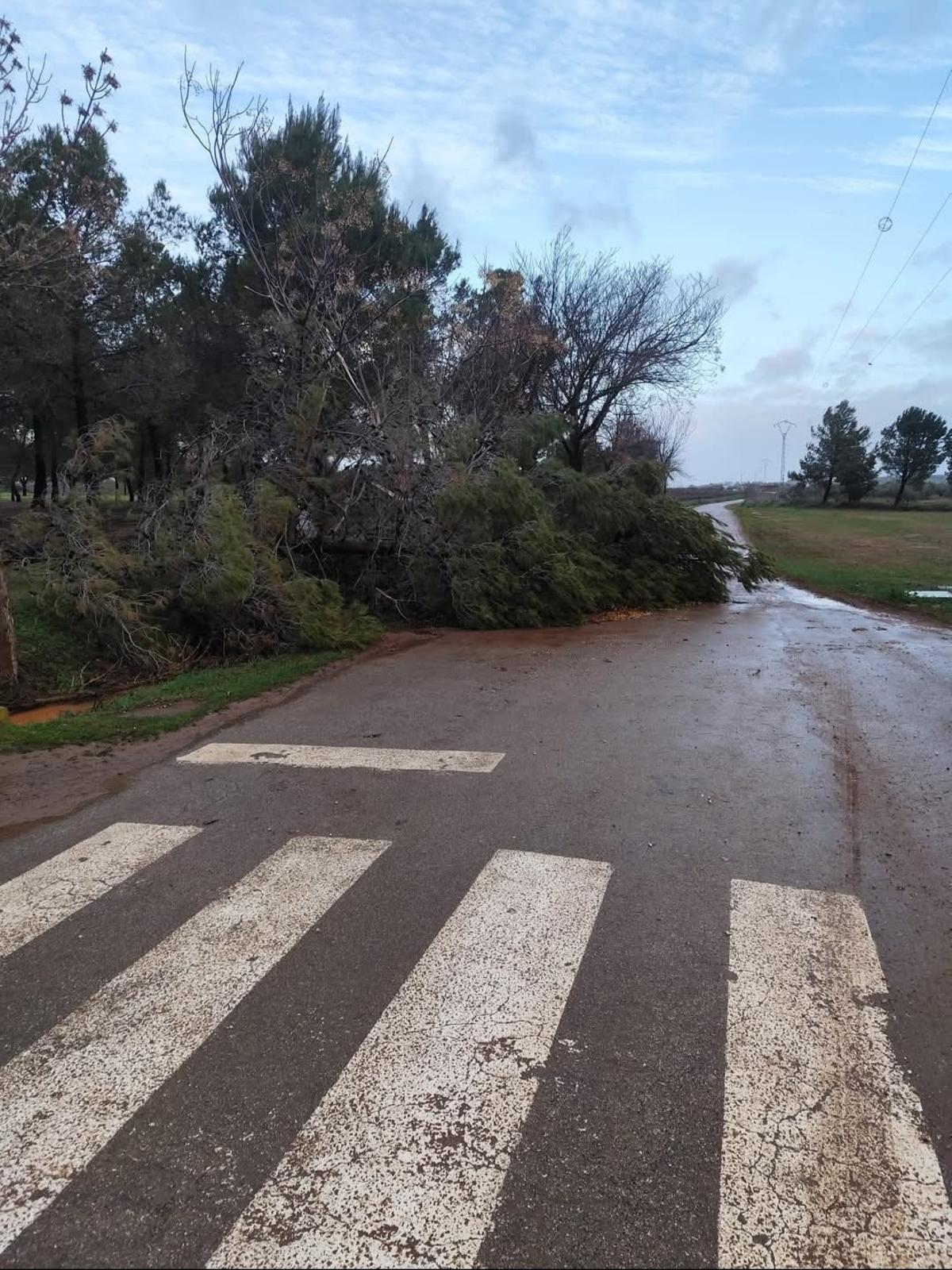 Un árbol caído por el viento el pasado miércoles en Ribera del Fresno