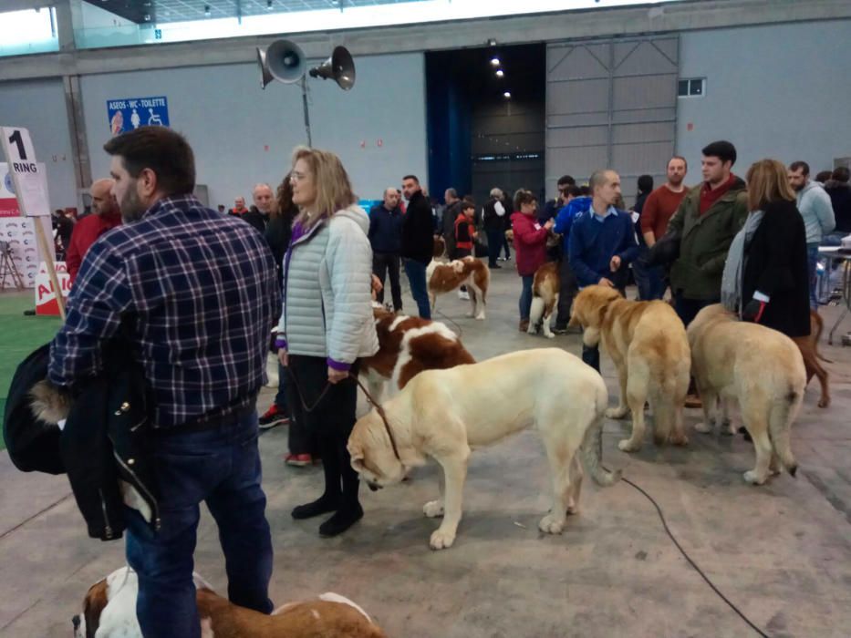 Los perros toman el Ifevi