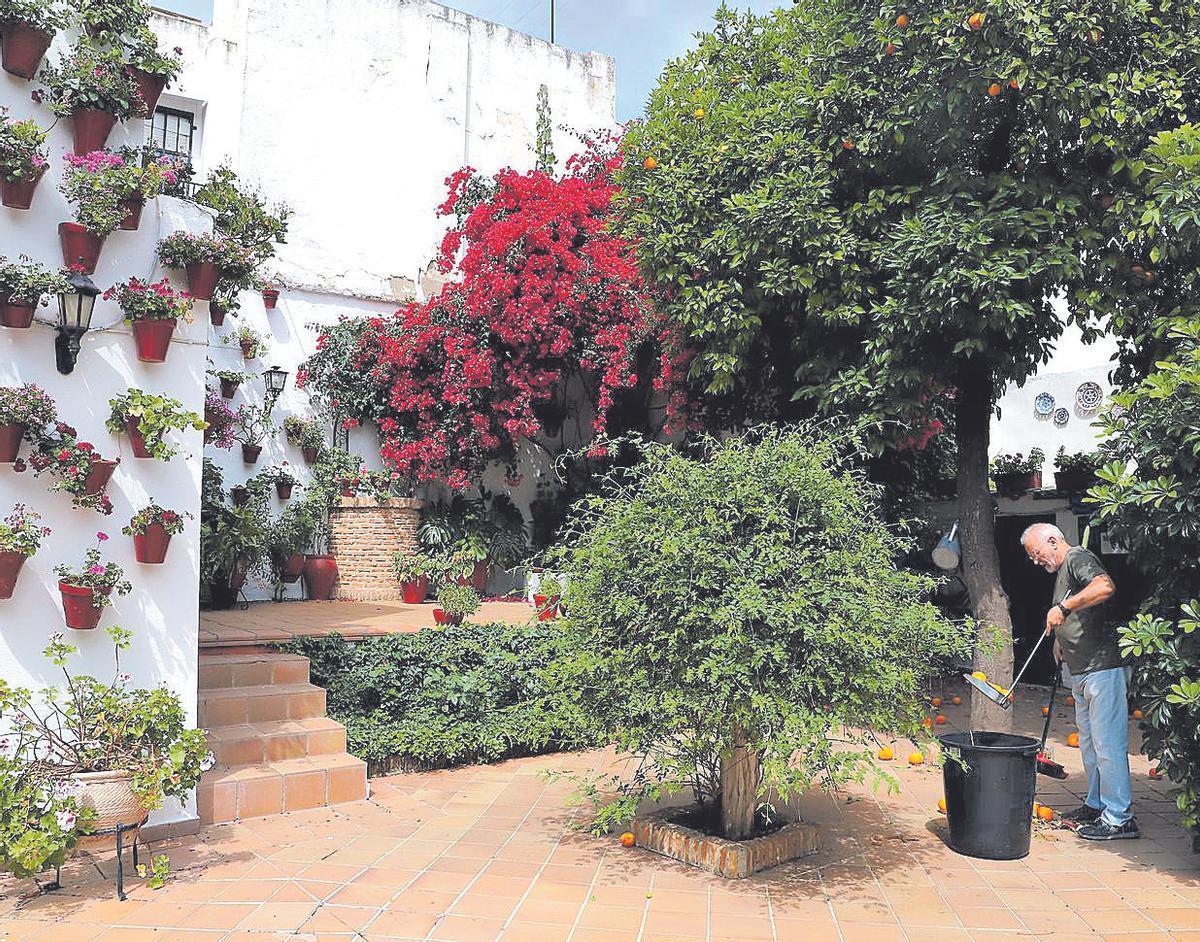 Escañuela 3. Tomás recoge las naranjas de un gran árbol, que se alza en la parte central del patio.