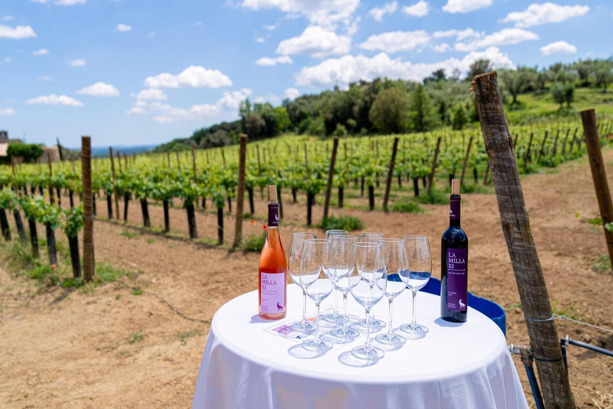 Les vinyes del celler a Miànigues, en una imatge de juny de 2024, quan es va presentar el projecte.