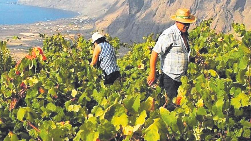 Canarias y su relación con el vino: un pequeño Archipiélago de grandes caldos con más de 500 años