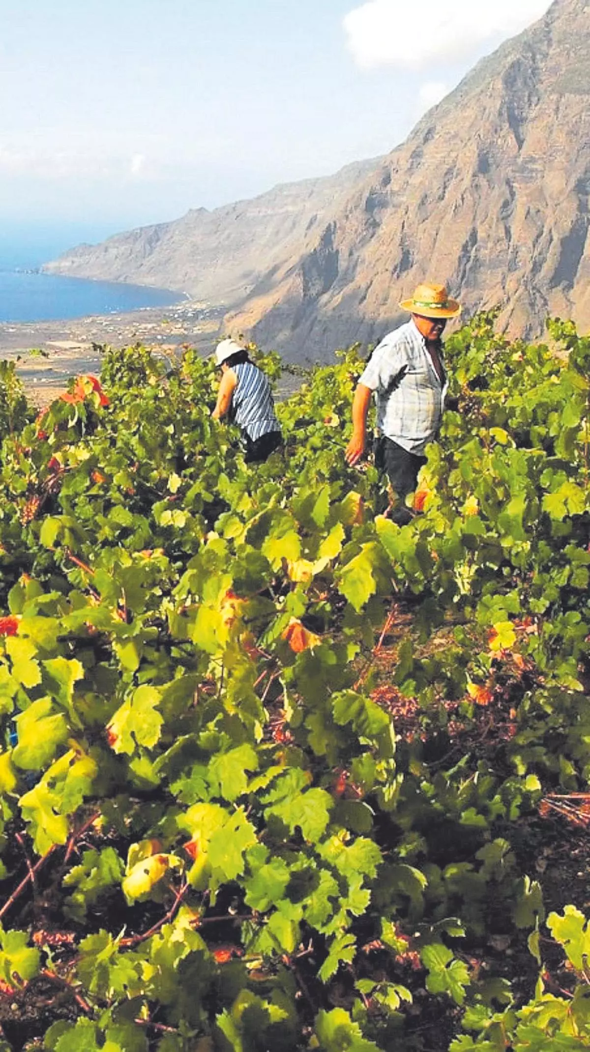 Canarias y su relación con el vino: un pequeño Archipiélago de grandes caldos con más de 500 años