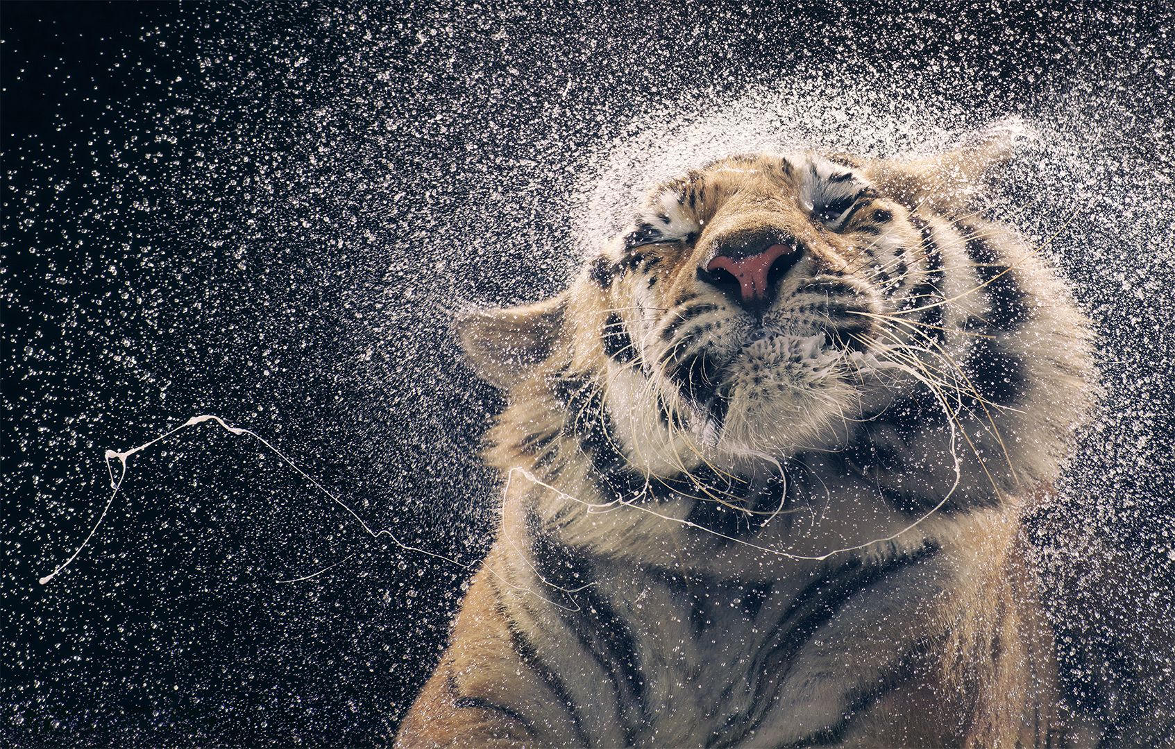 Fotografía de un tigre de bengala que integra la exposición "Emociones en peligro".