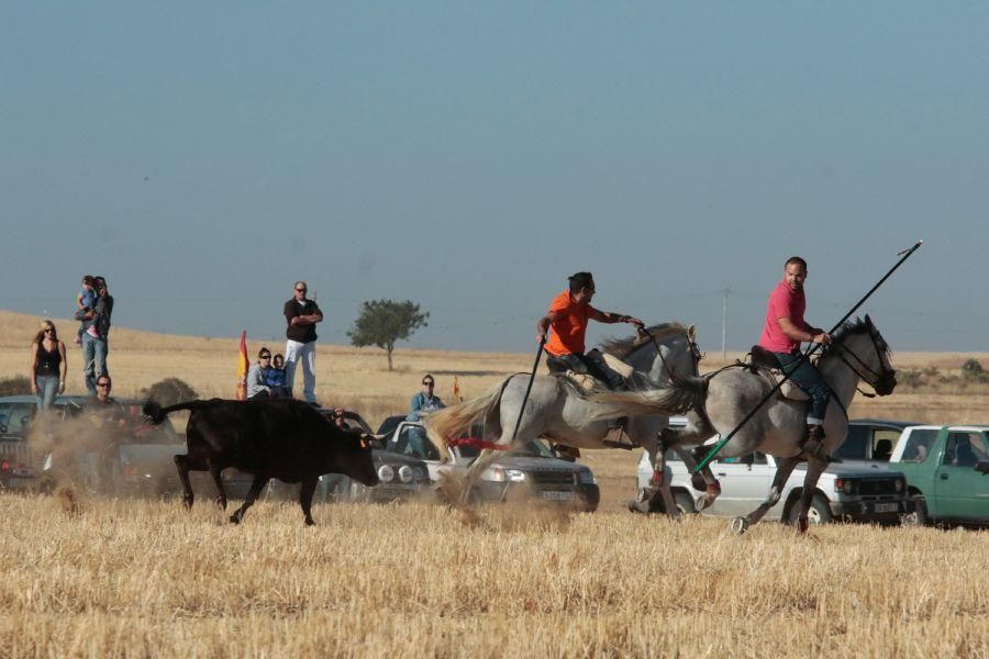 Fuentespreadas despide la temporada de encierros