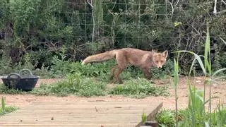 El atropello en Elche de dos zorros en solo diez días lanza la señal de alerta en la N-332 a la altura de El Altet