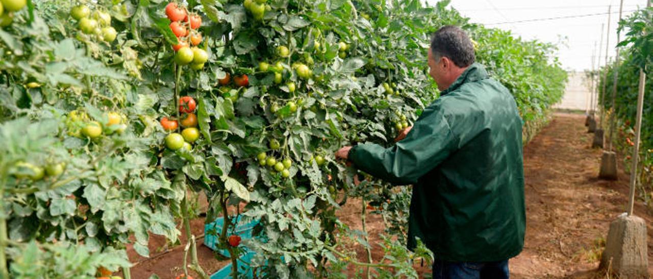 El &#039;brexit&#039; restará a los productores de tomate 3,5 millones cada año en ayudas