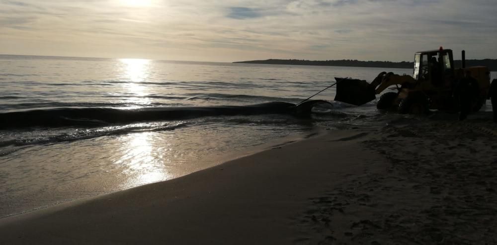 Una ballena muere en la playa de Cala Millor