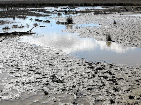 Albufera