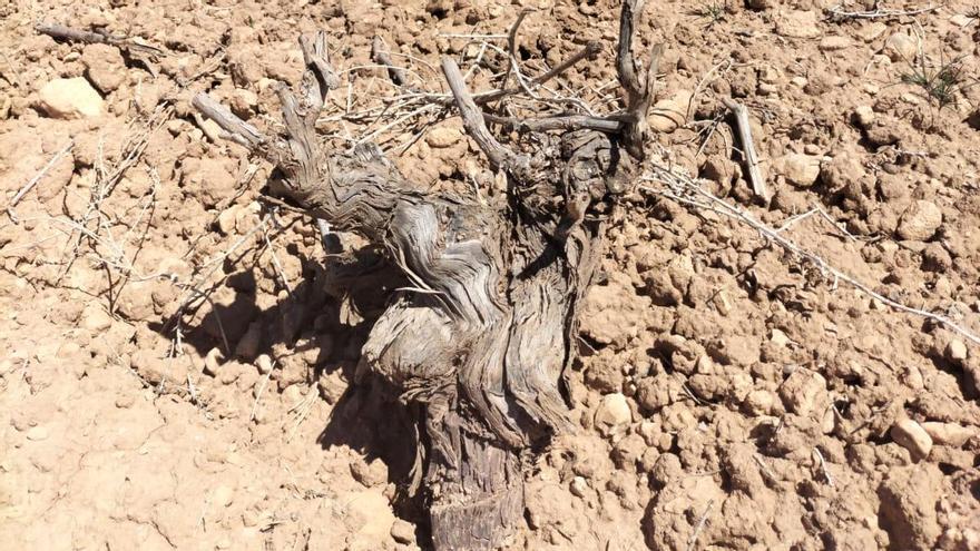 La ausencia de lluvias seca viñas y compromete el futuro del sector vitivinícola en Alicante