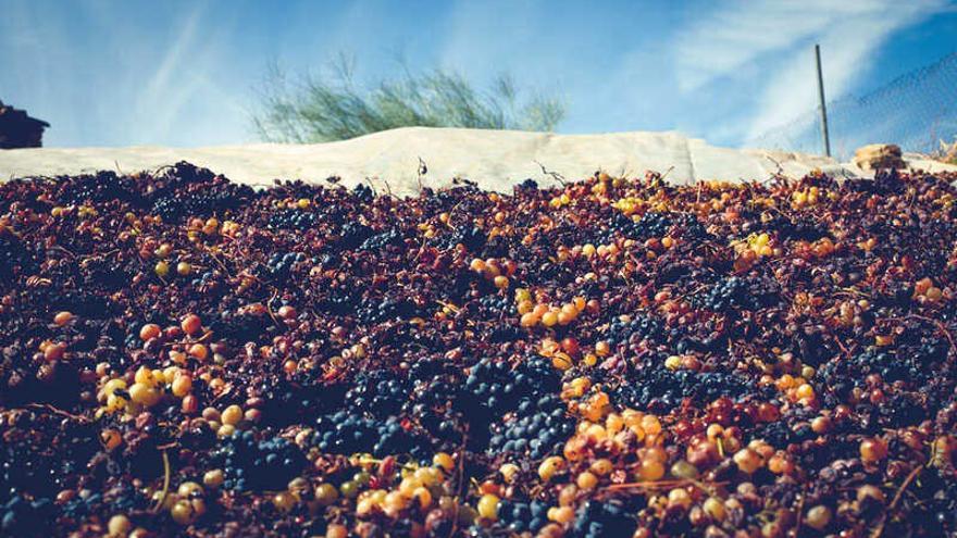 Uvas pasas en una imagen de archivo.