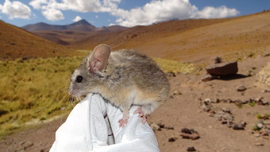 Encuentran ratones viviendo en un ambiente imposible y propio de Marte