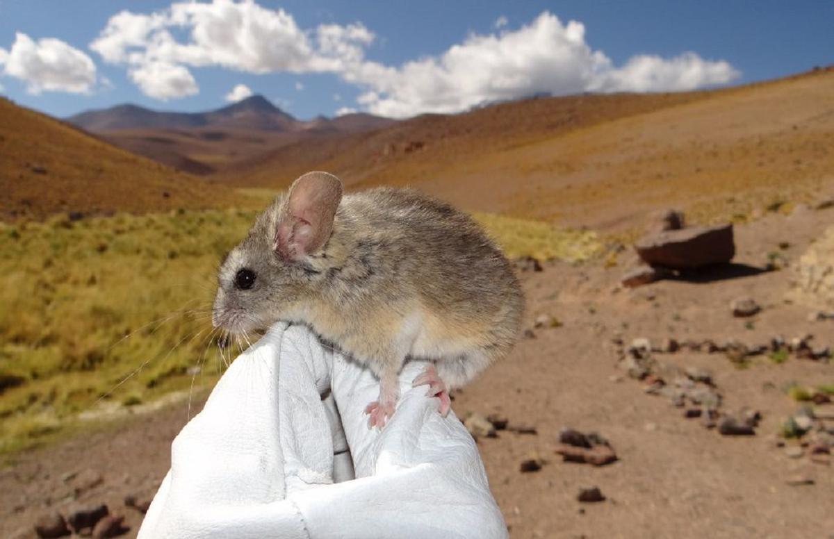 Ratón orejudo, que vive en un ambiente imposible, propio de Marte