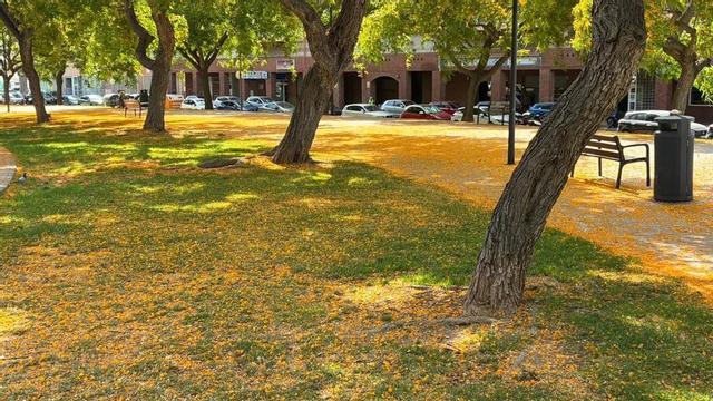 Manto natural de tonos amarillos en el bulevar Abel Matutes | GUILLERMO SÁEZ